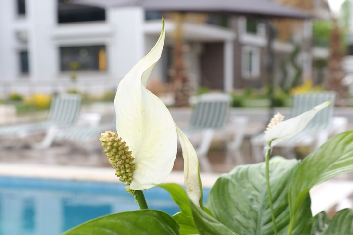 Flower City Rezidans Kız Öğrenci Meskeni yurt görseli