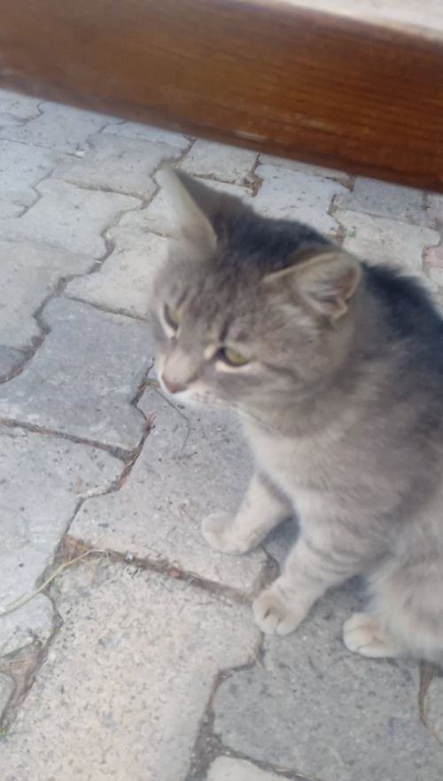 Kara Tahta paylaşım görseli