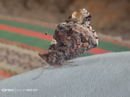 Kara Tahta paylaşım görseli