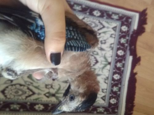 Kara Tahta paylaşım görseli
