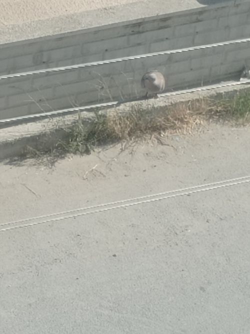 Kara Tahta paylaşım görseli