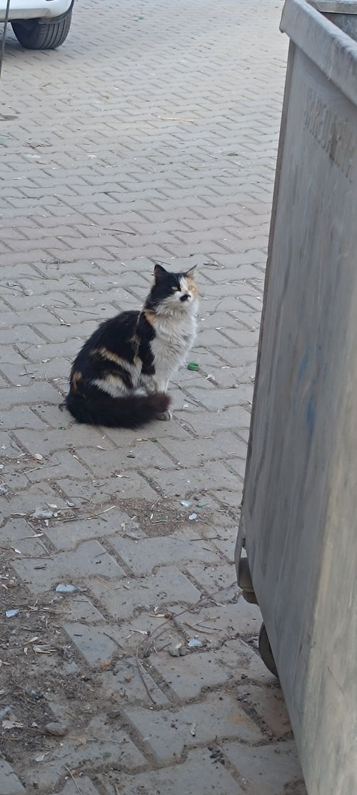 Kara Tahta paylaşım görseli