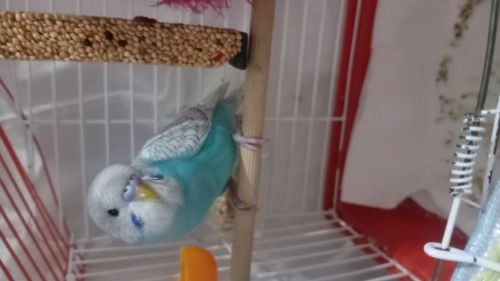 Kara Tahta paylaşım görseli