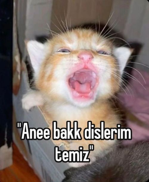 Kara Tahta paylaşım görseli